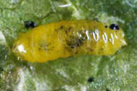 مگس مينوز Liriomyza spp