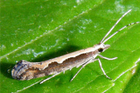 Diamondback moth (Plutella xylostella)